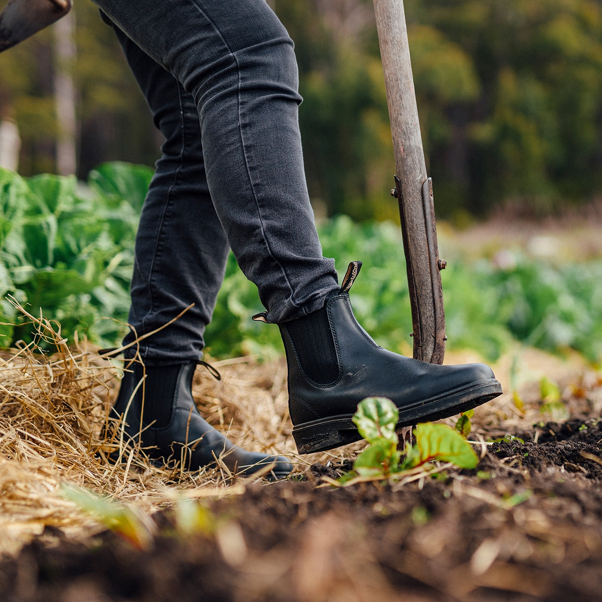 Blundstone 663 Dress Boot